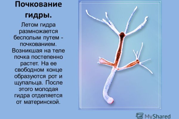 Ссылка на кракен тор браузер
